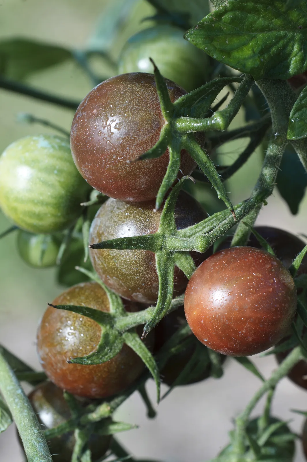 Tomate Black Cherry