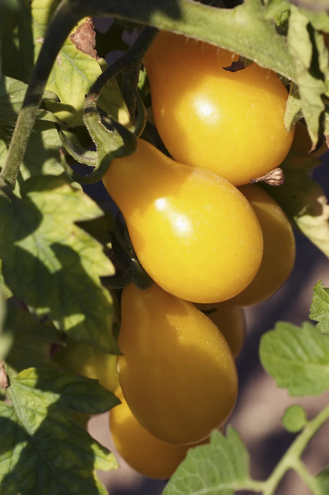 Tomate Yellow Pear