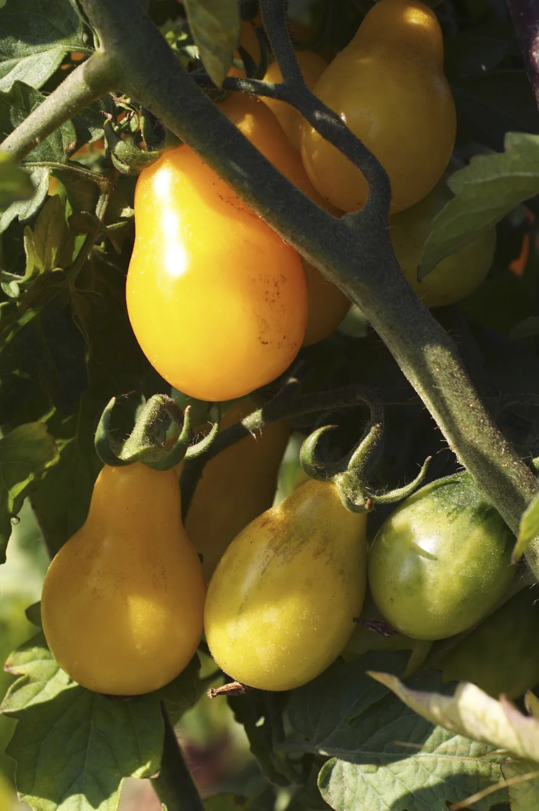 Tomate Yellow Pear