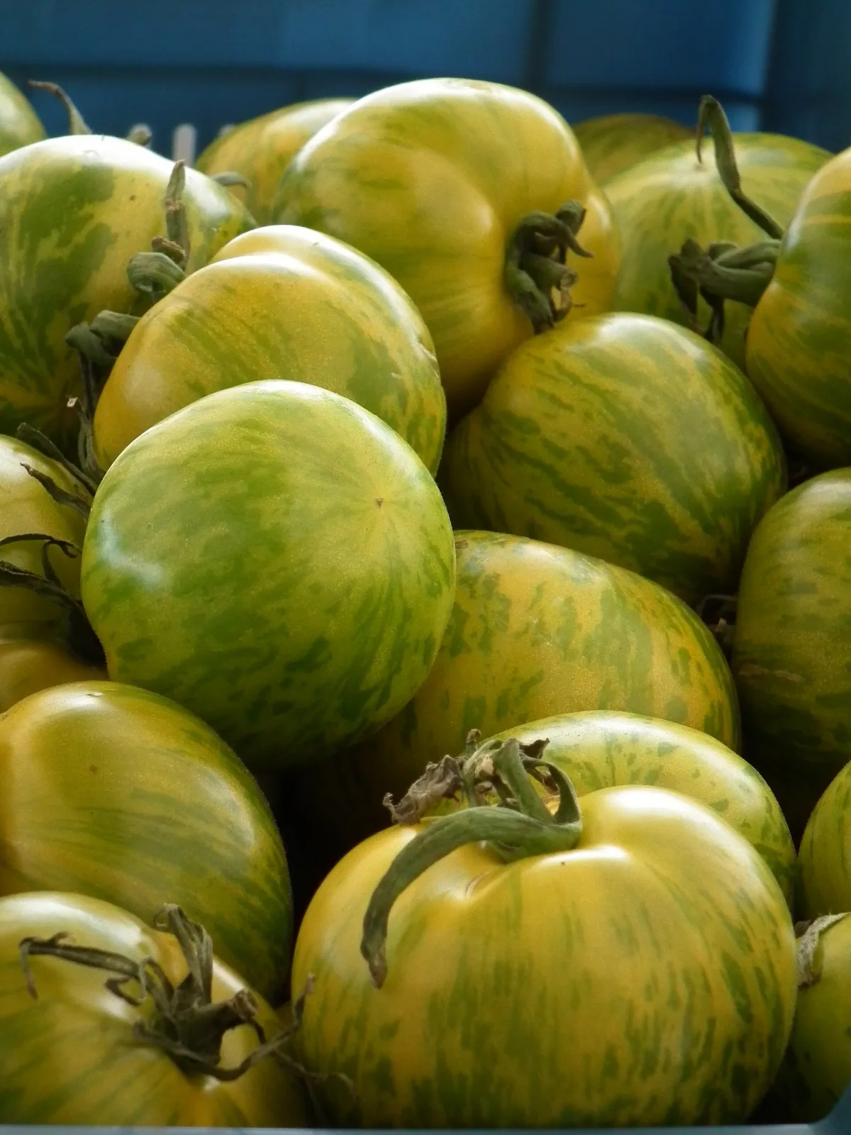 Tomate Green Zebra