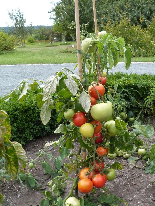Tomate New Yorker