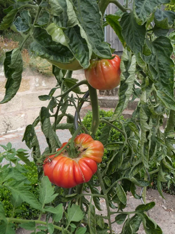 Tomate Omars Lebanese