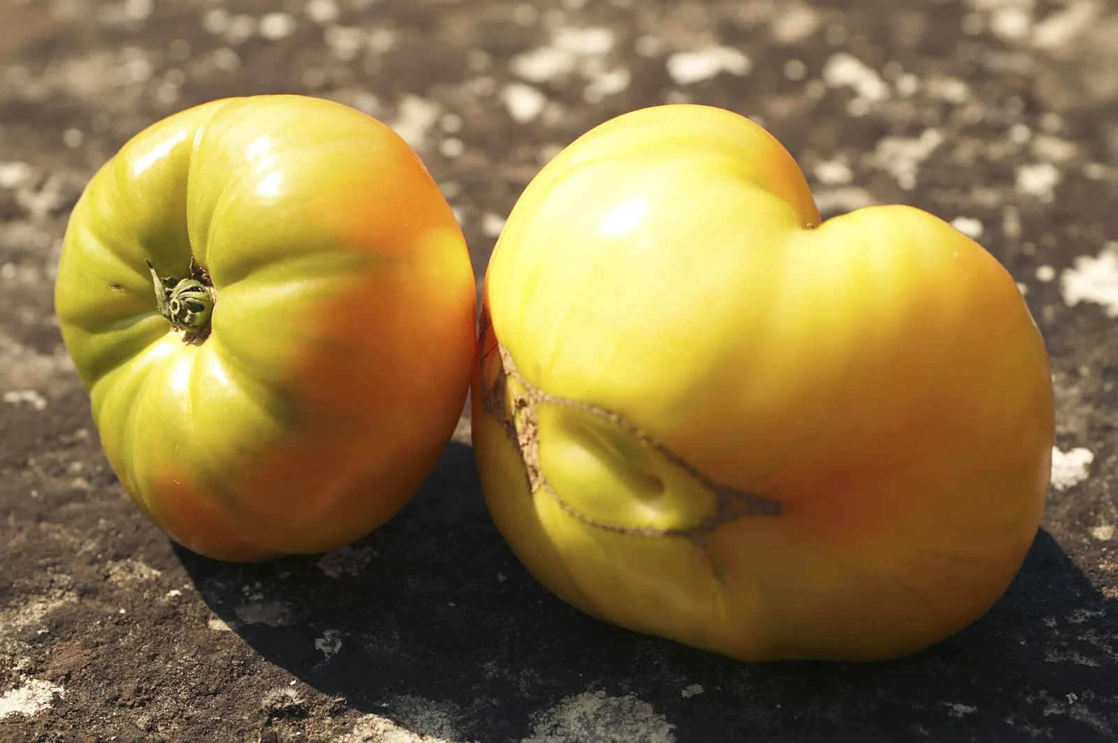 Tomate Ananas Noire