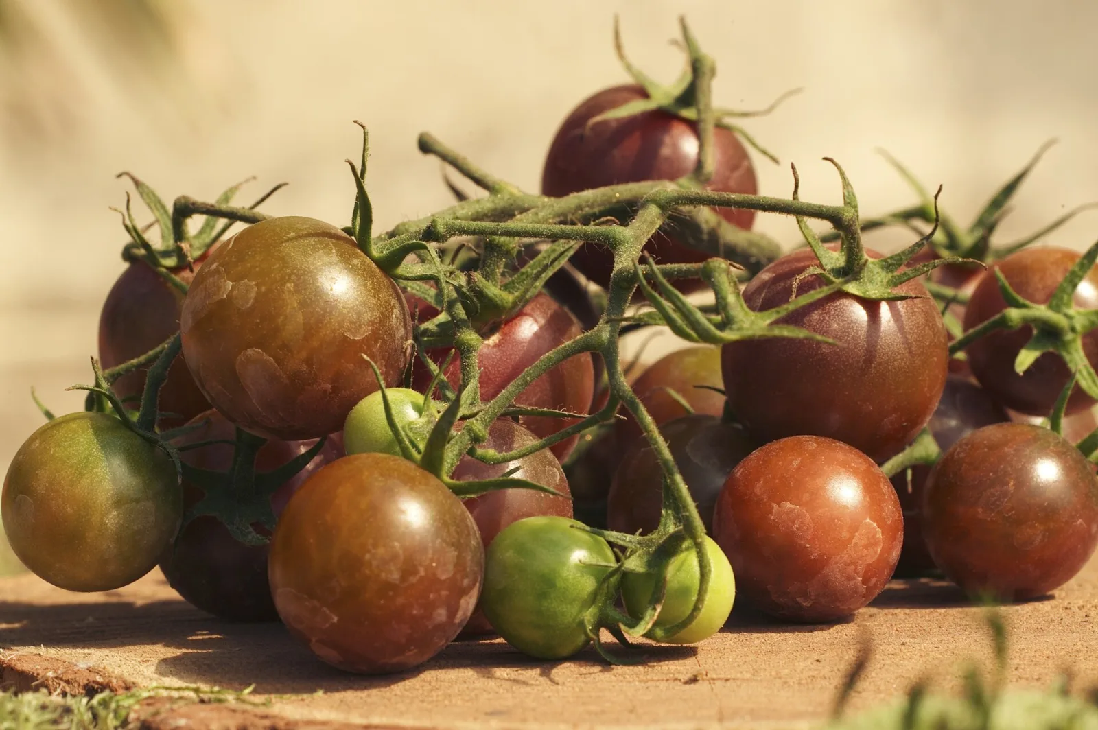 Tomate Black Cherry