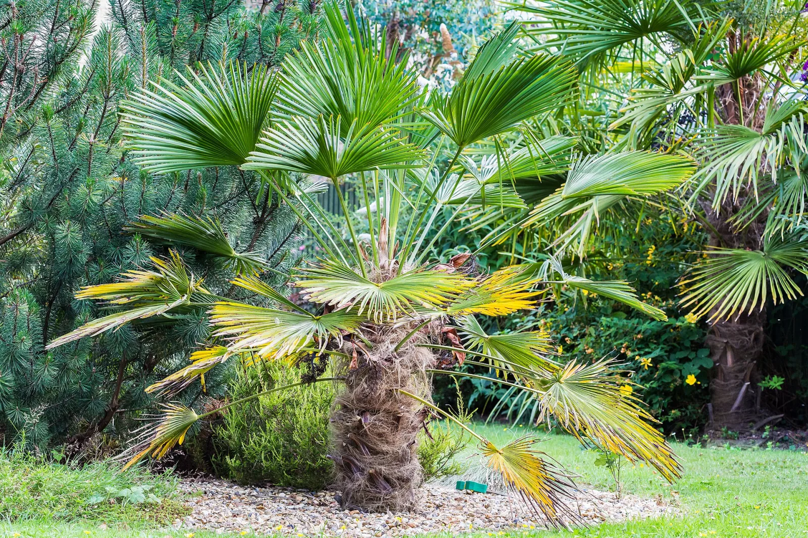 Trachycarpus wagnerianus