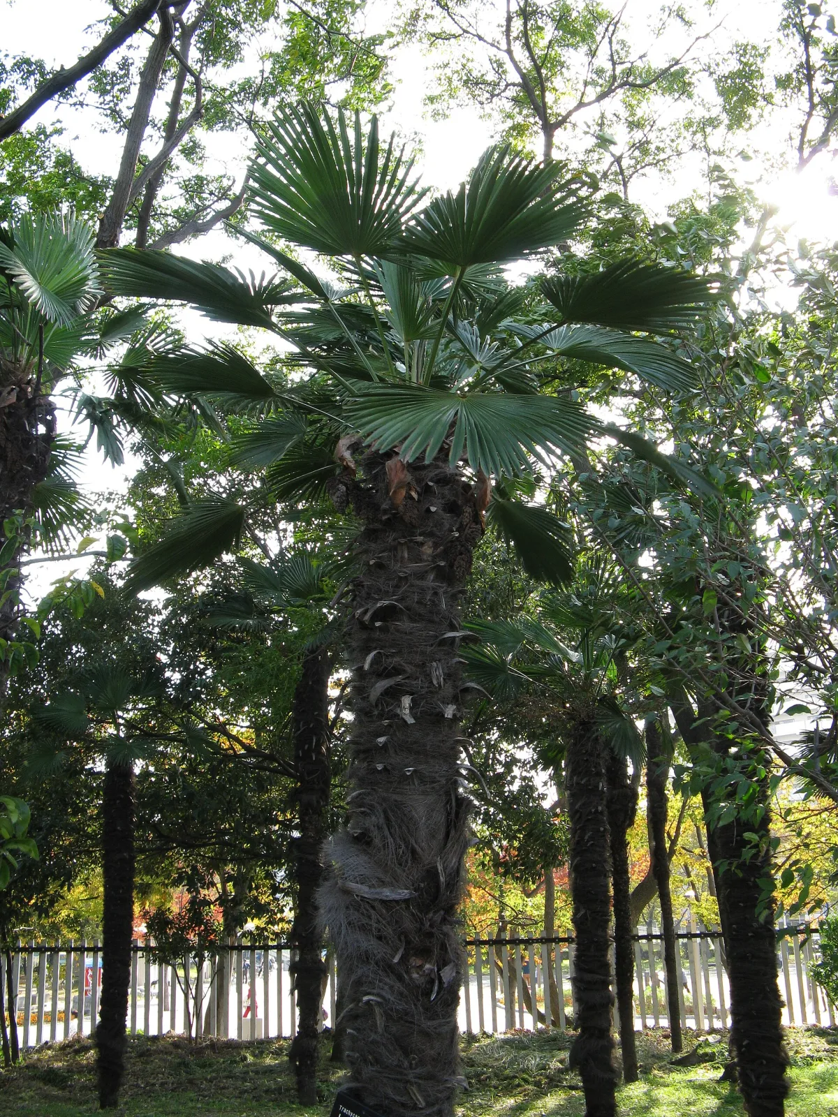 Trachycarpus wagnerianus