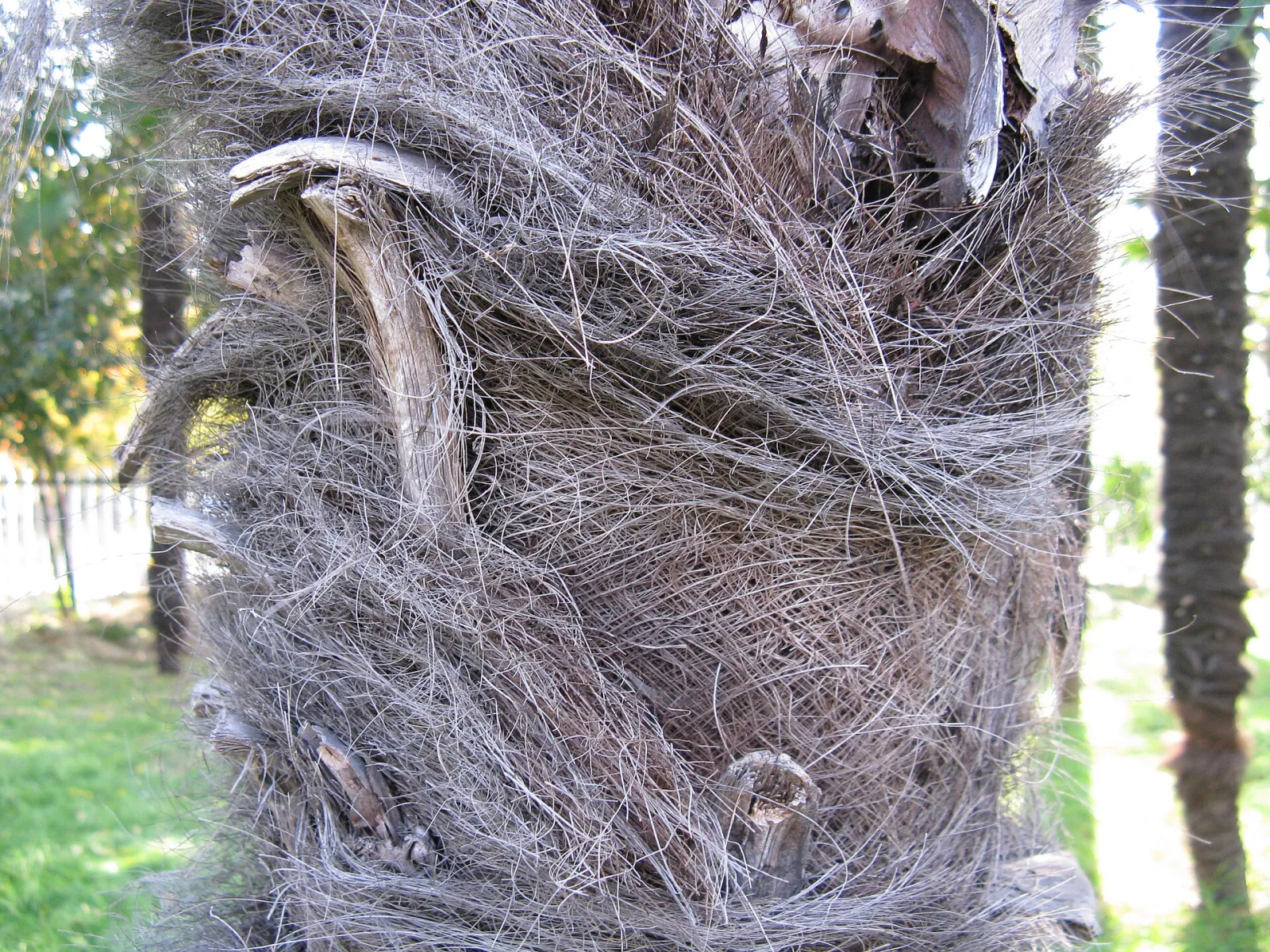 Trachycarpus wagnerianus