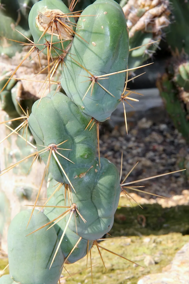 Trichocereus bridgesii
