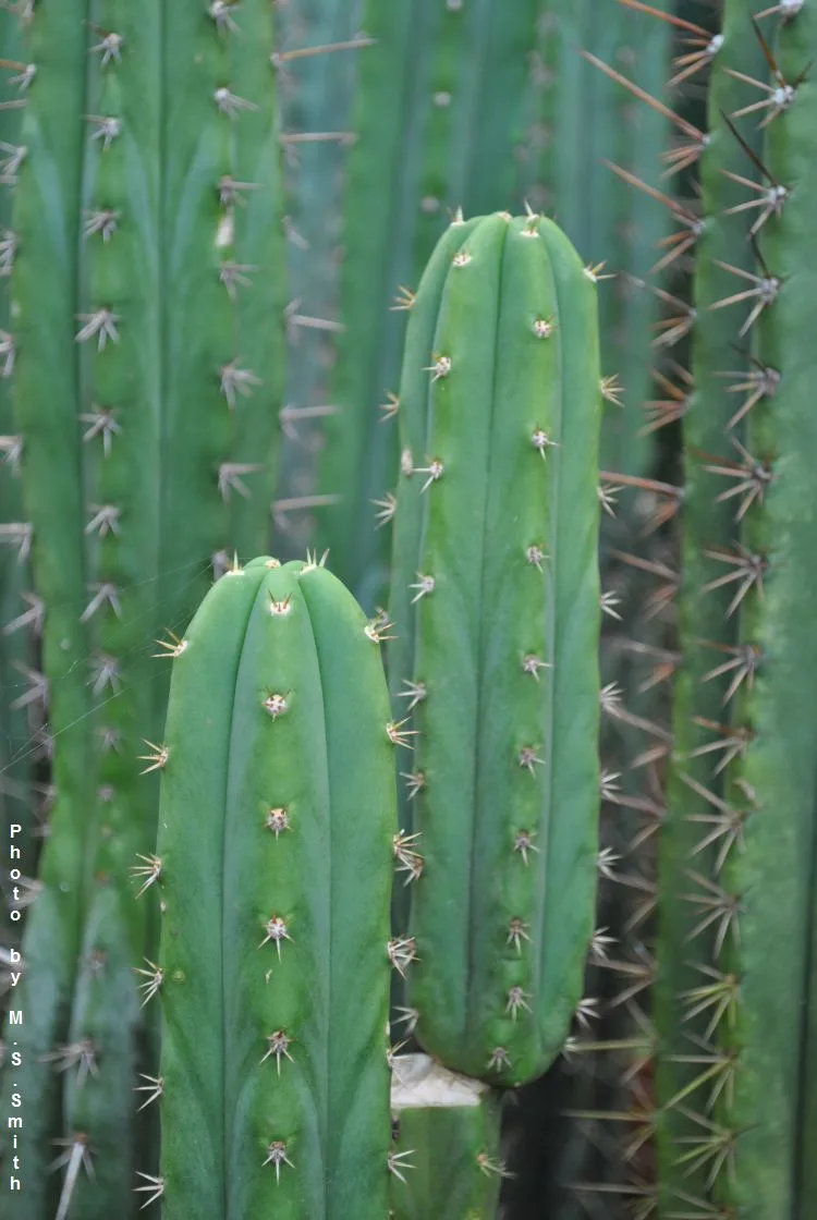 Trichocereus bridgesii