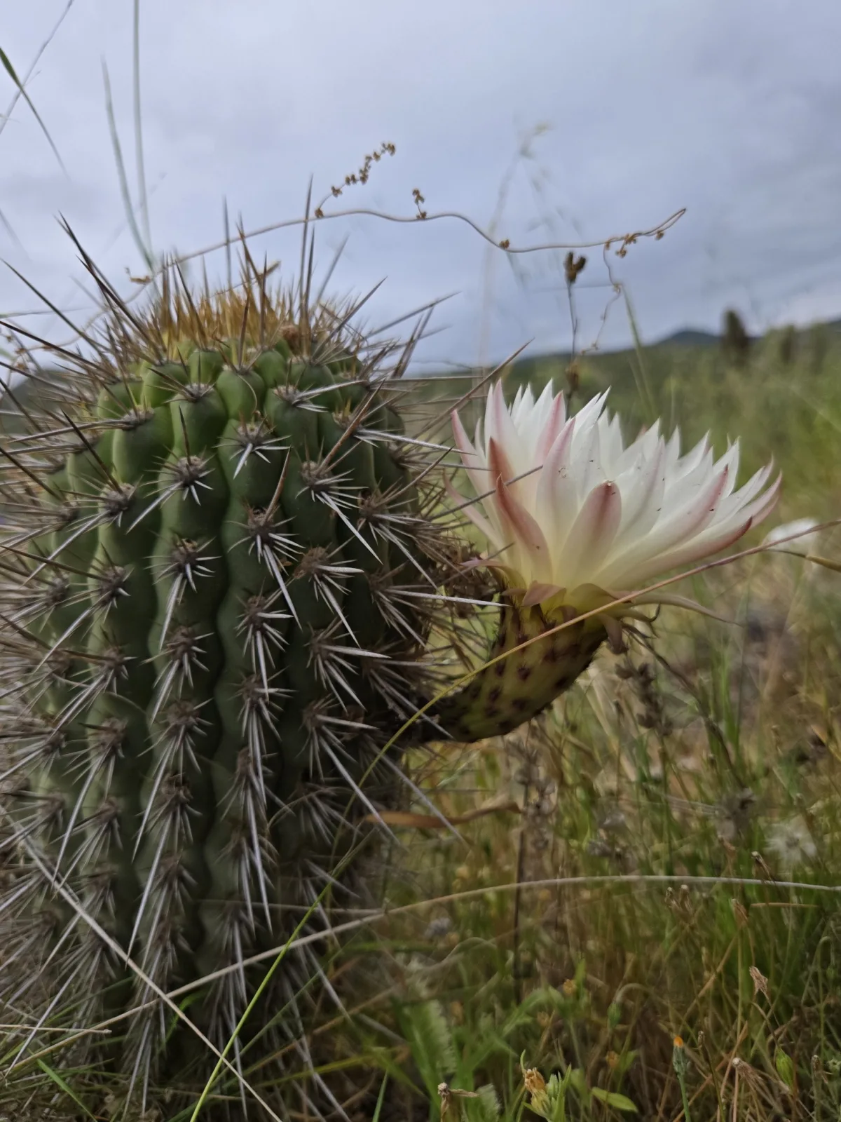 Trichocereus chilensis