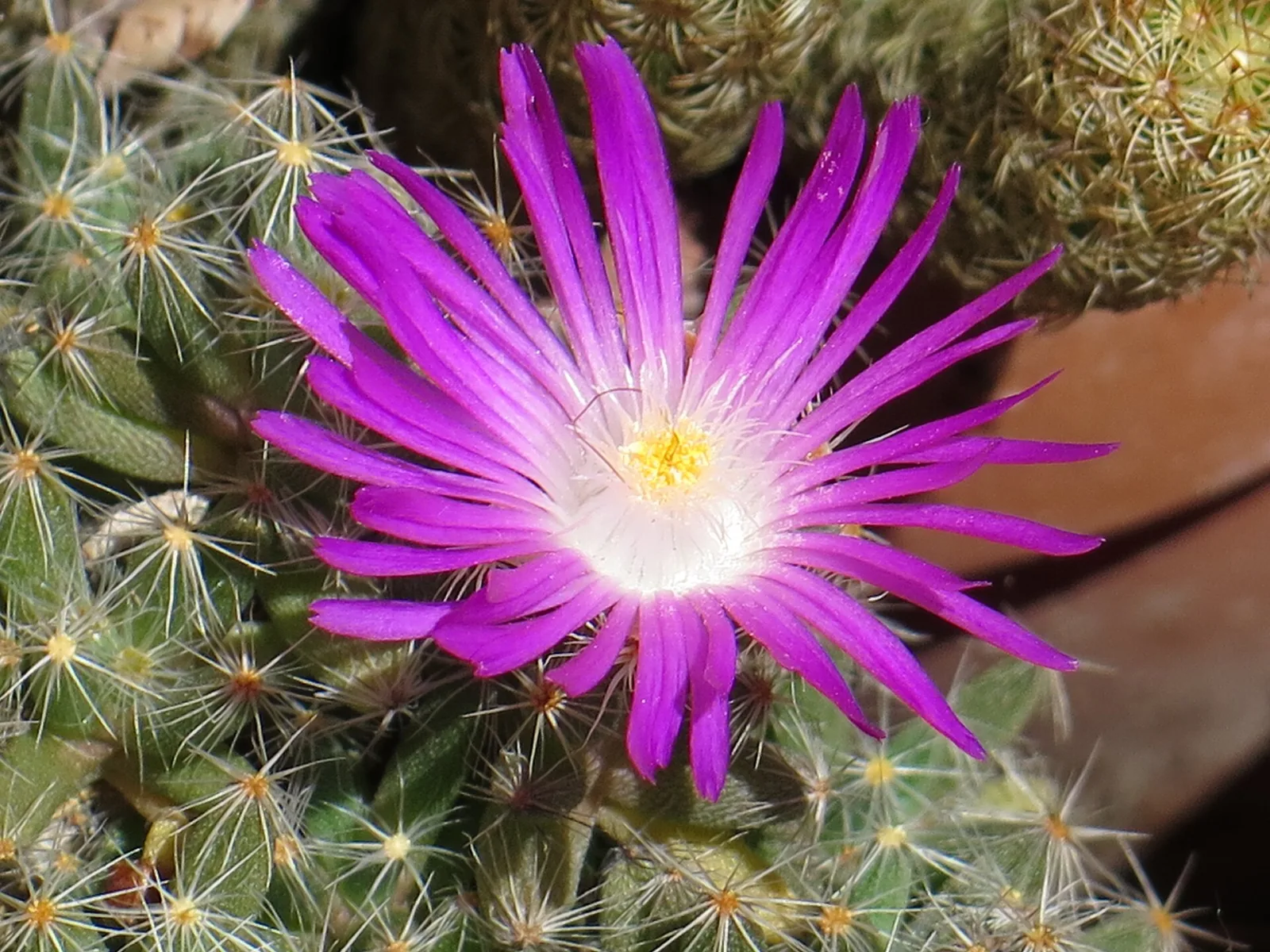 Trichodiadema densum