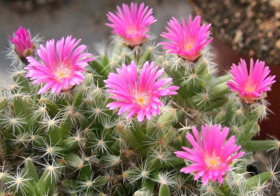 Trichodiadema densum