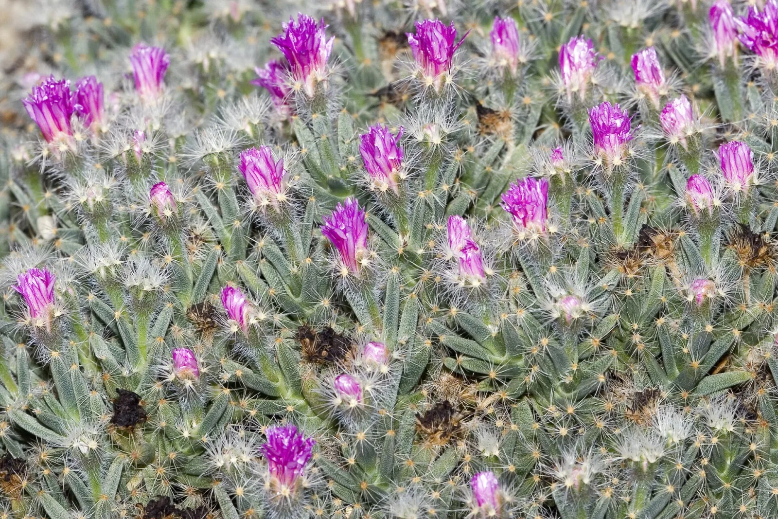 Trichodiadema densum