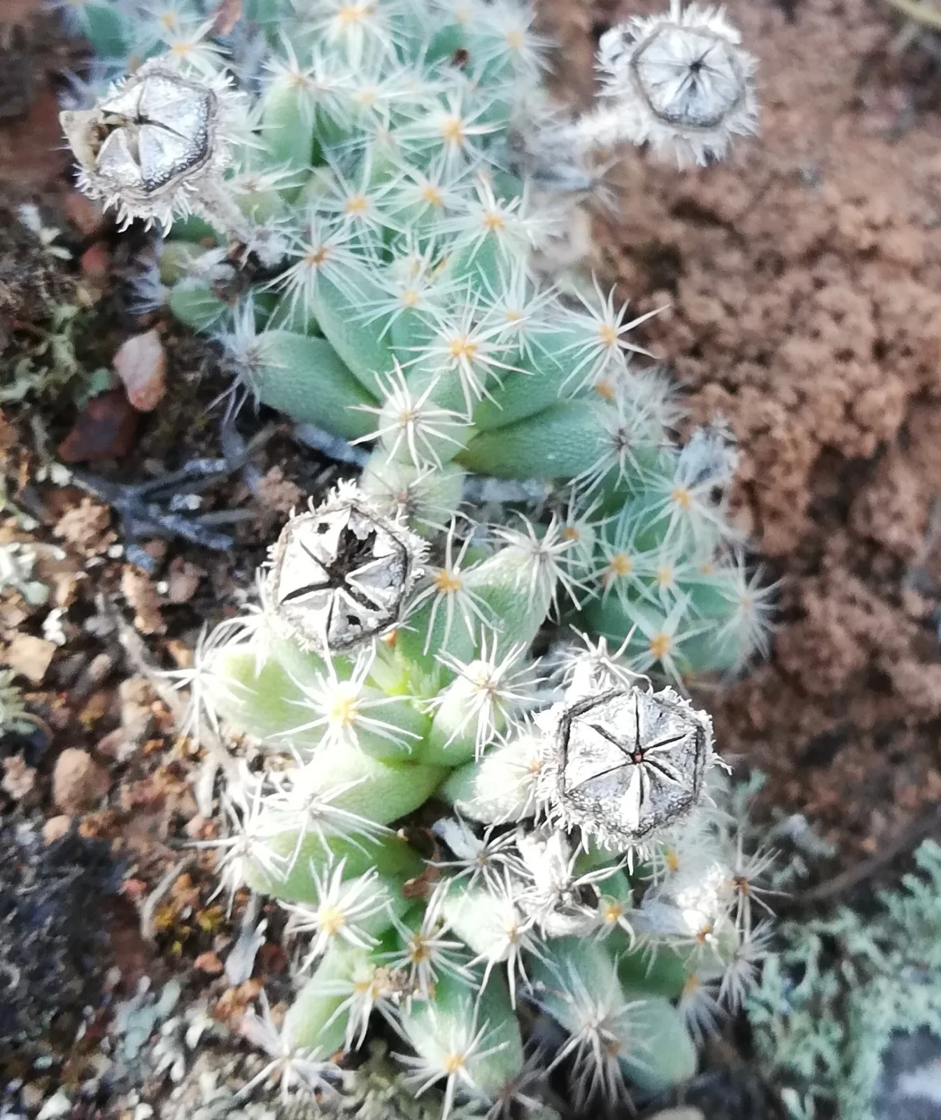 Trichodiadema marlothii