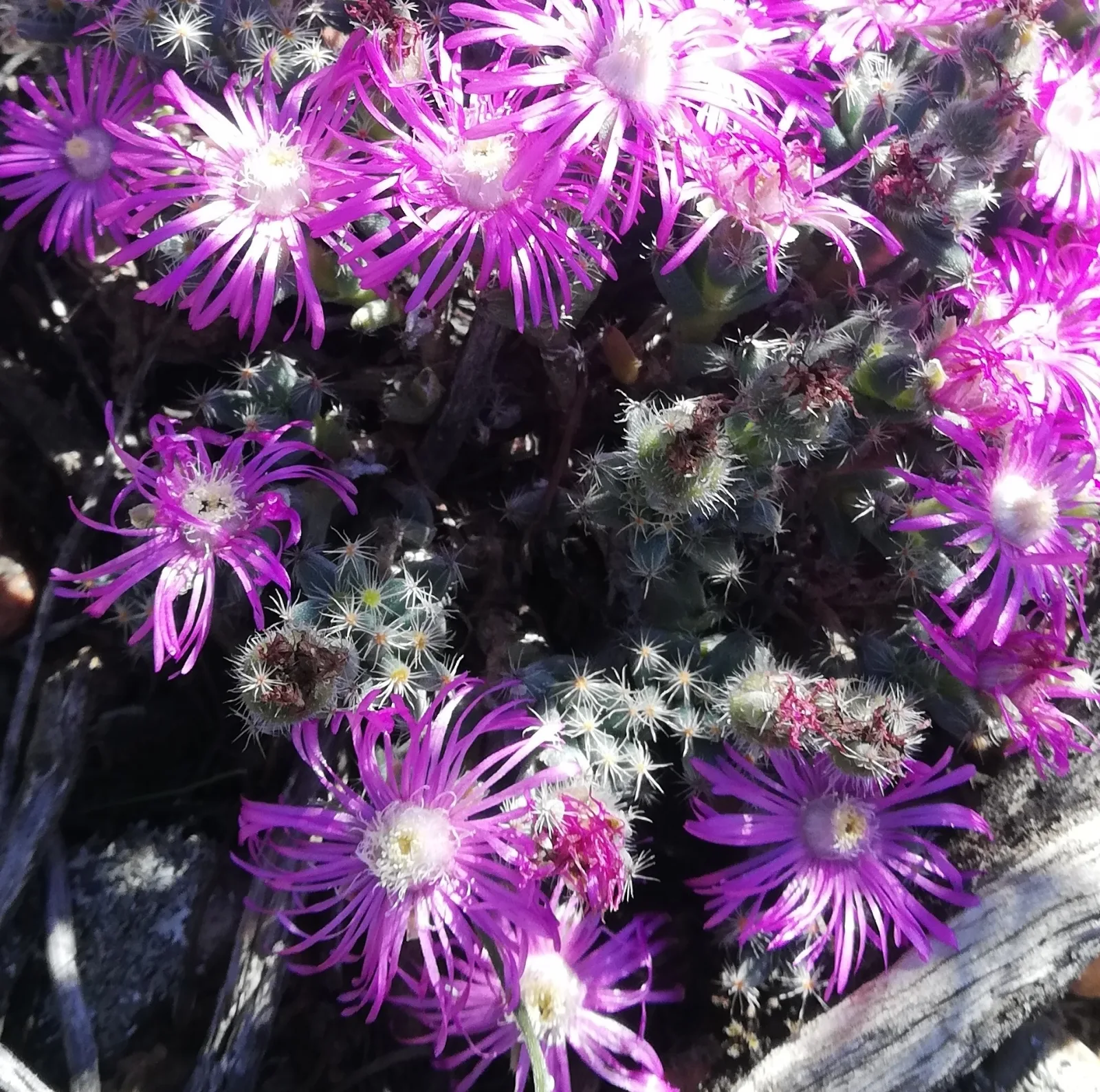 Trichodiadema marlothii Samen