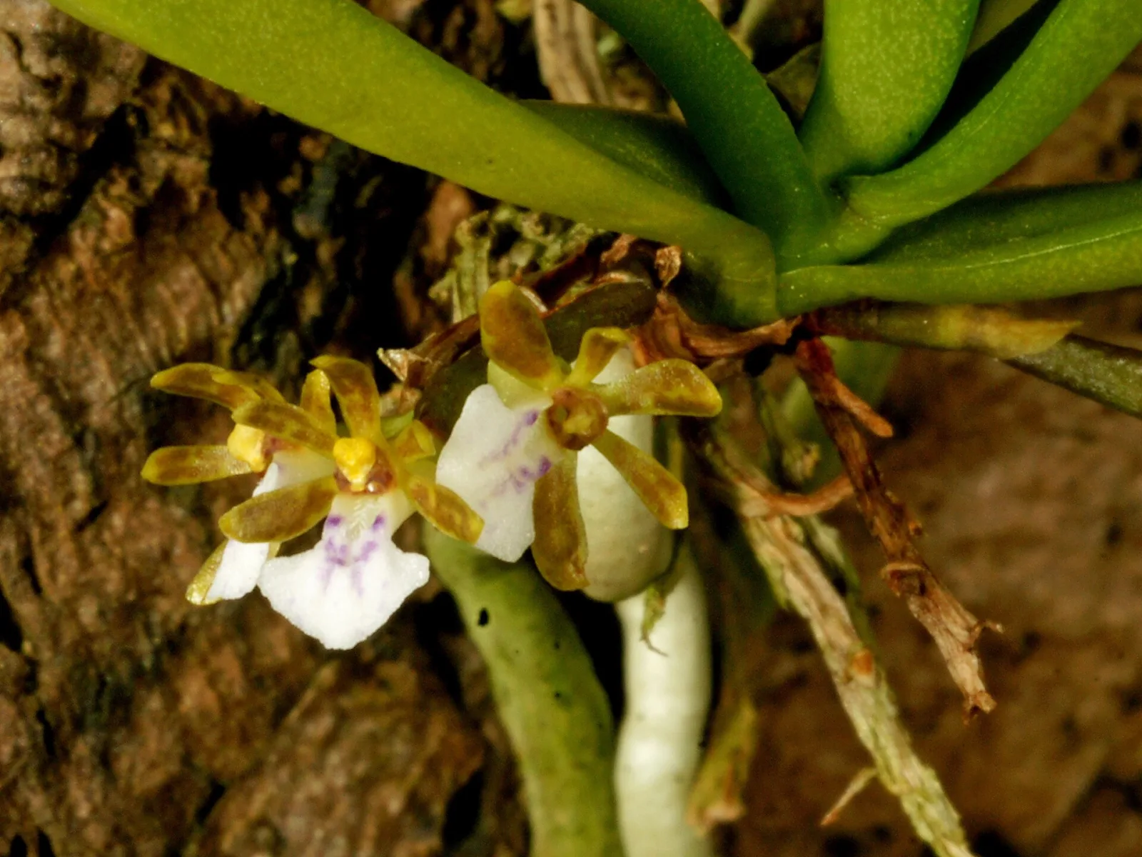 Trichoglottis triflora