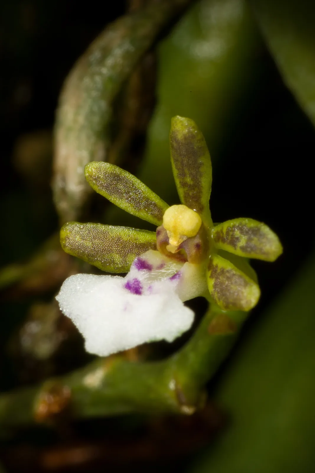 Trichoglottis triflora