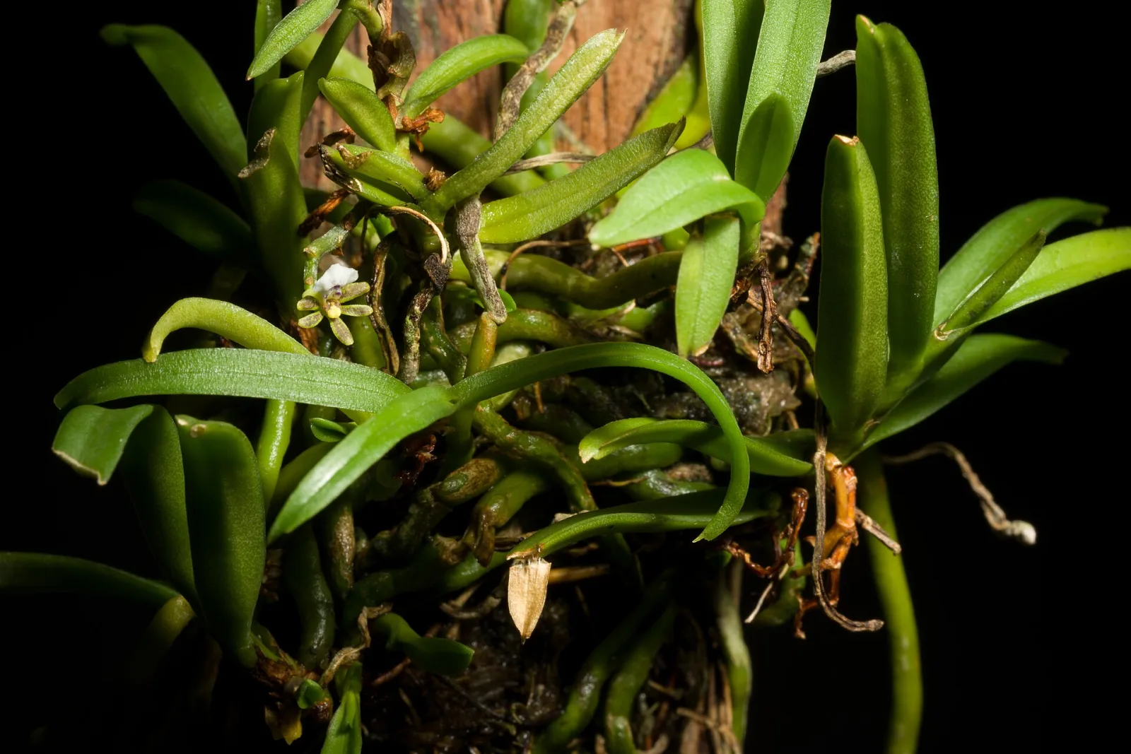 Trichoglottis triflora