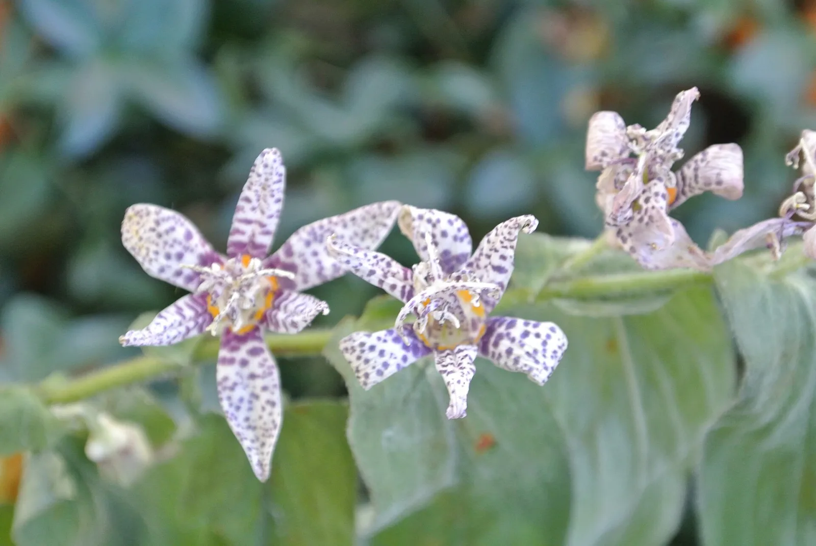 Tricyrtis hirta