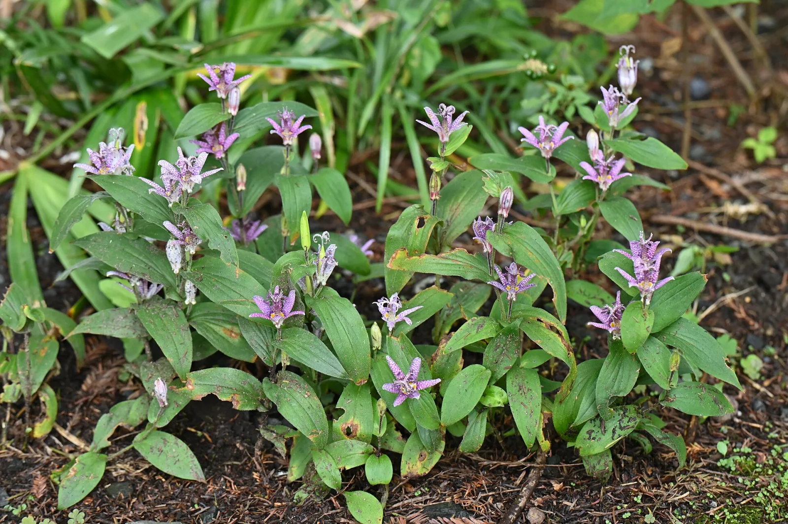 Tricyrtis hirta