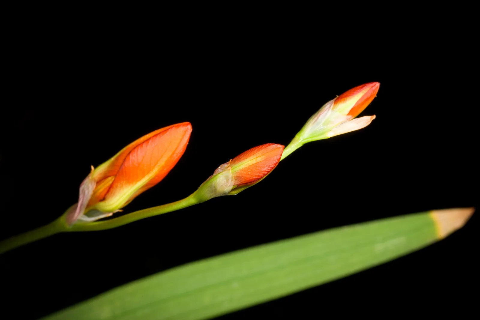 Tritonia deusta