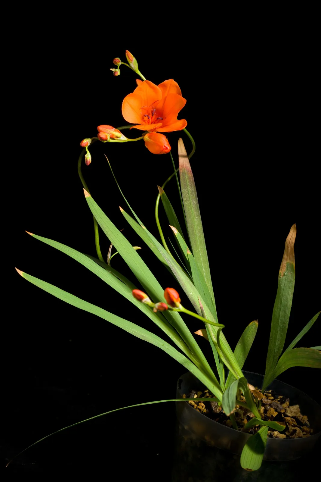 Tritonia deusta