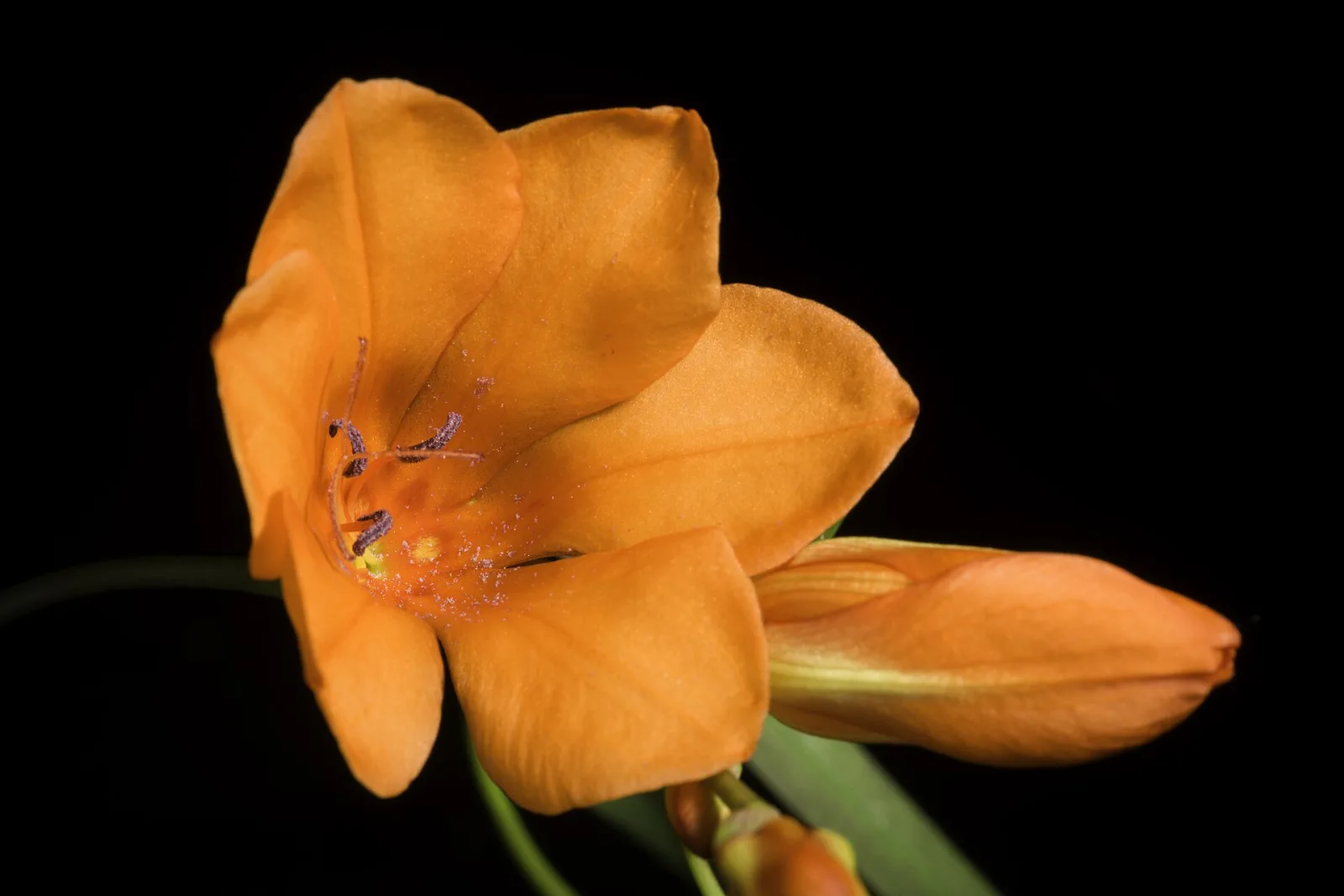 Tritonia deusta