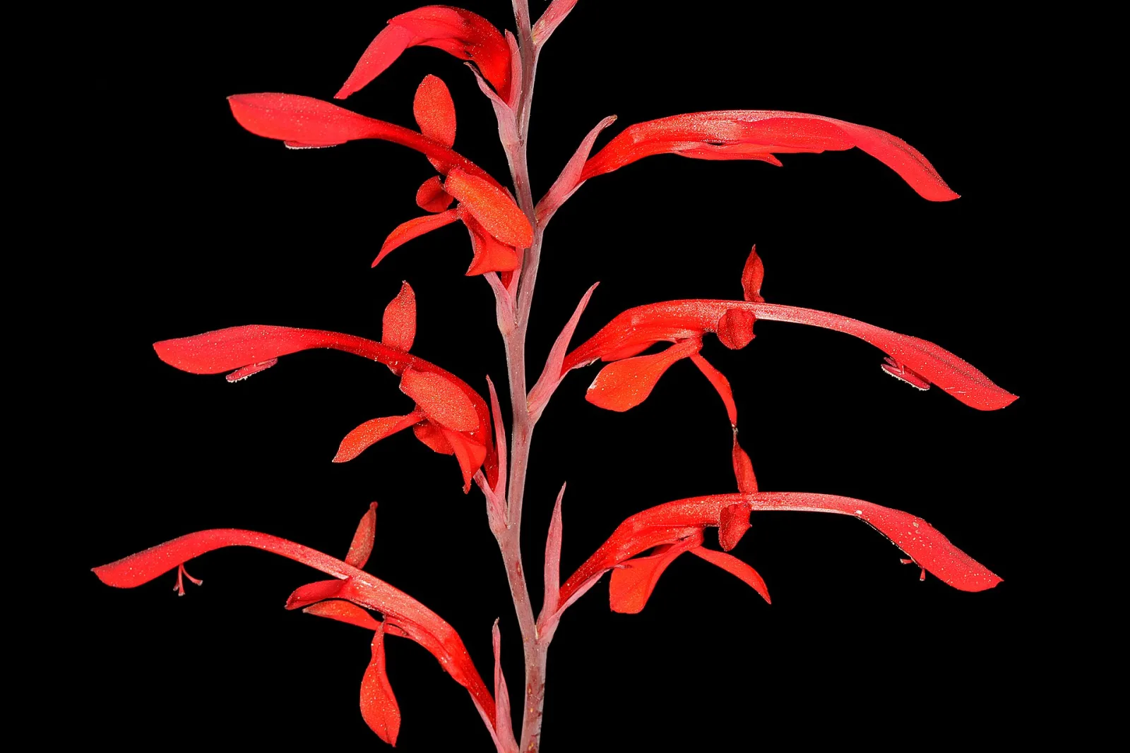 Tritoniopsis caffra