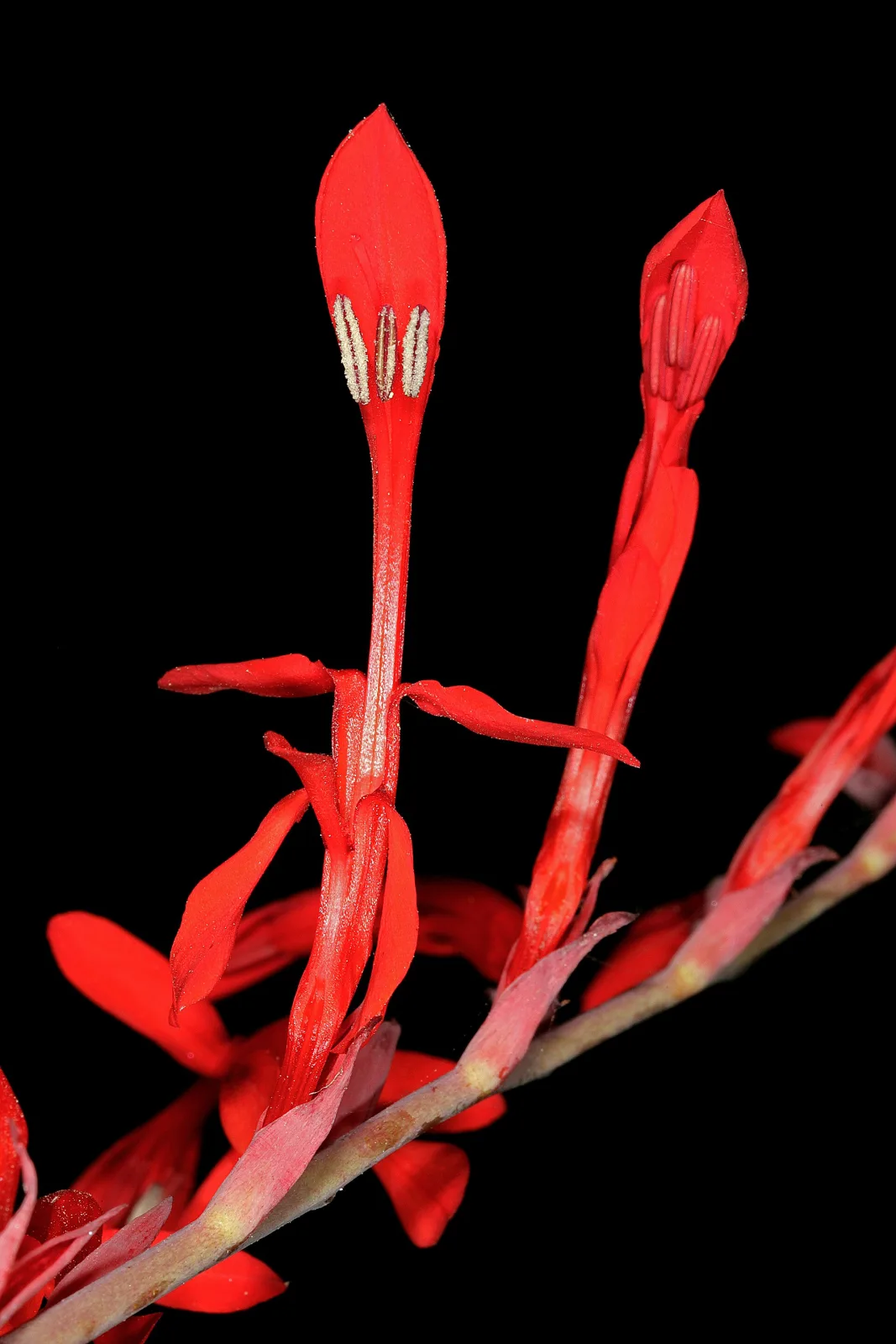 Tritoniopsis caffra