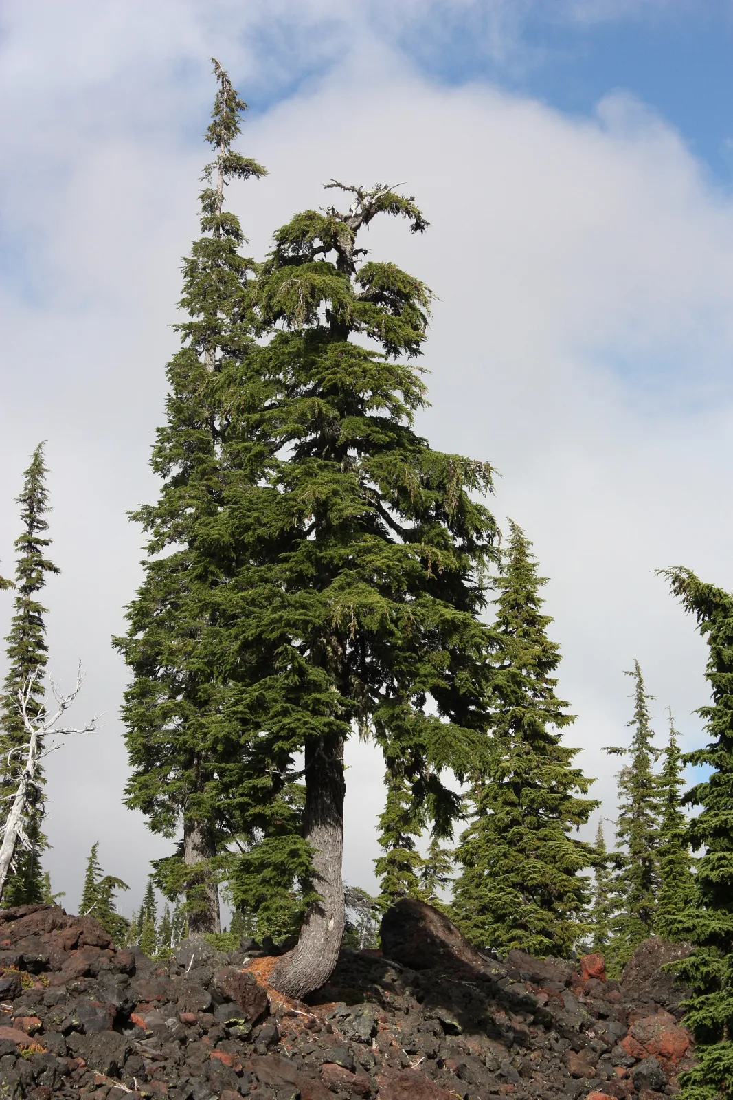 Tsuga mertensiana