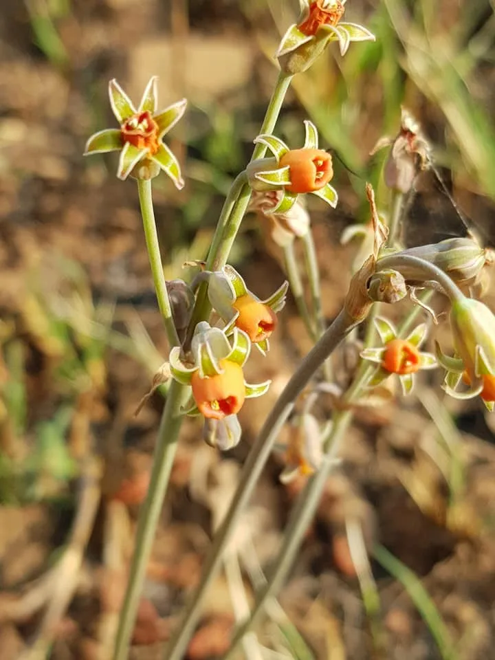 Tulbaghia acutiloba