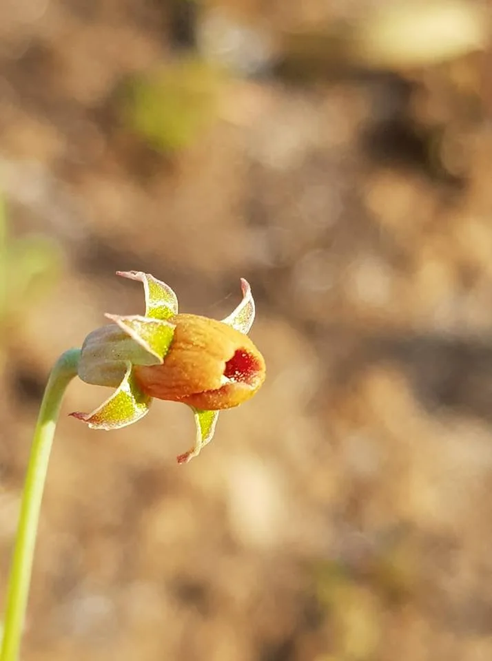 Tulbaghia acutiloba
