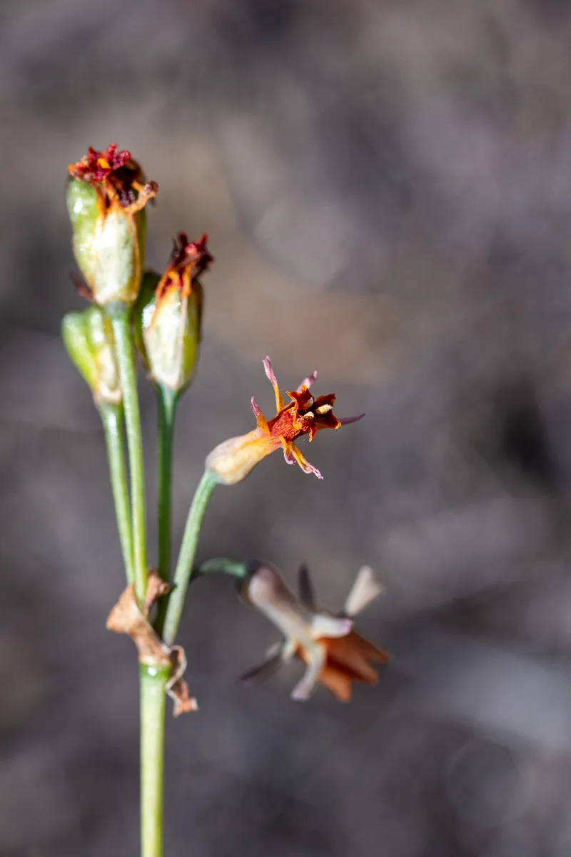 Tulbaghia alliacea