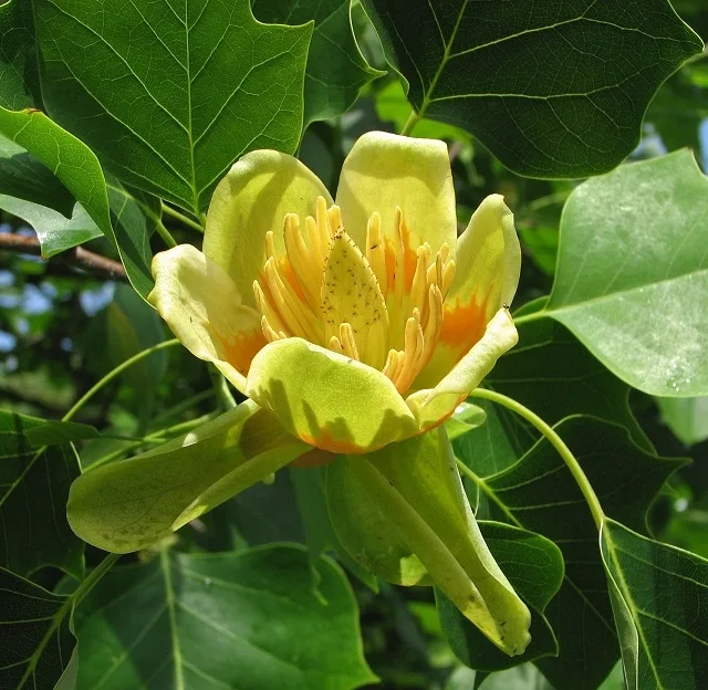Liriodendron tulipifera