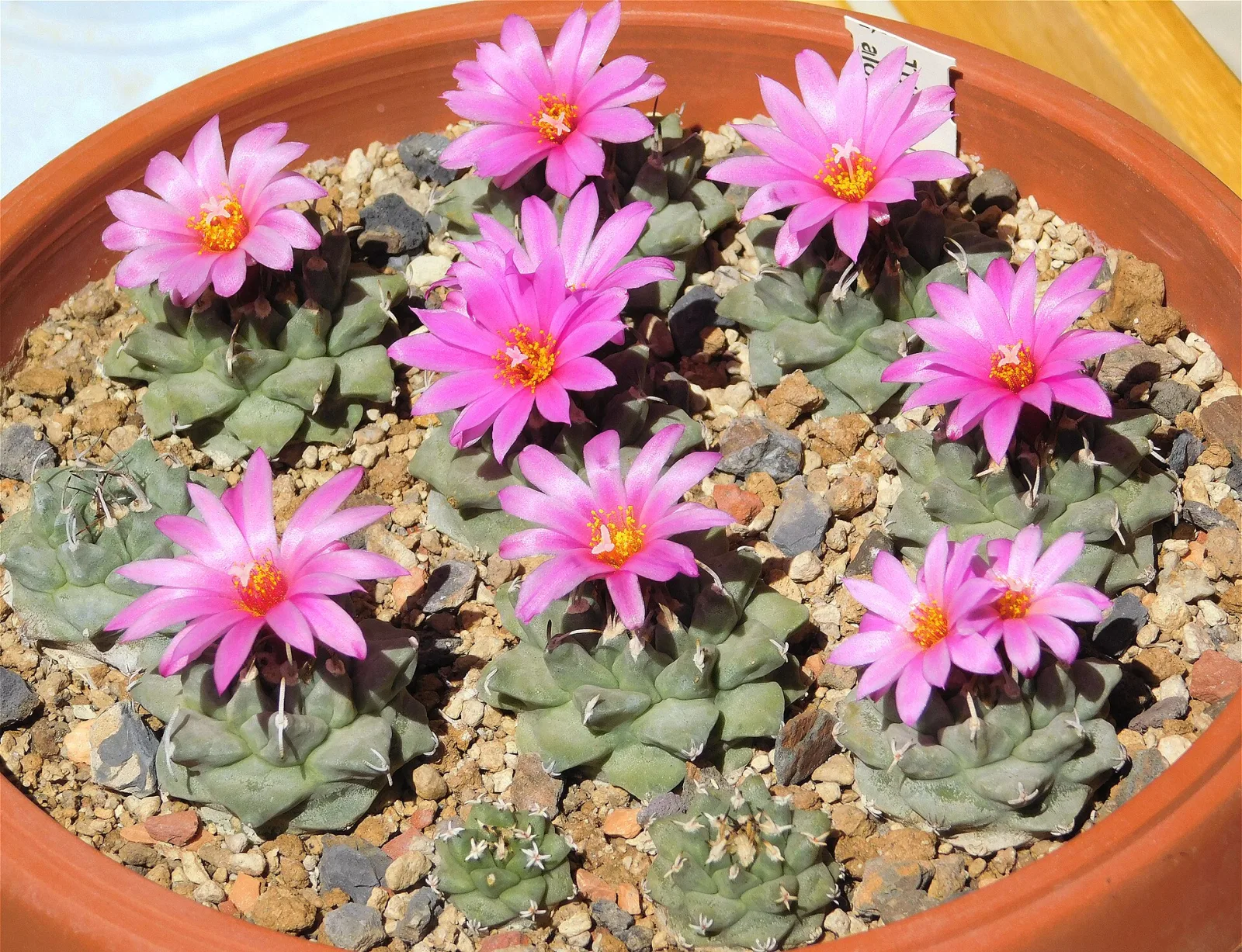 Turbinicarpus alonsoi