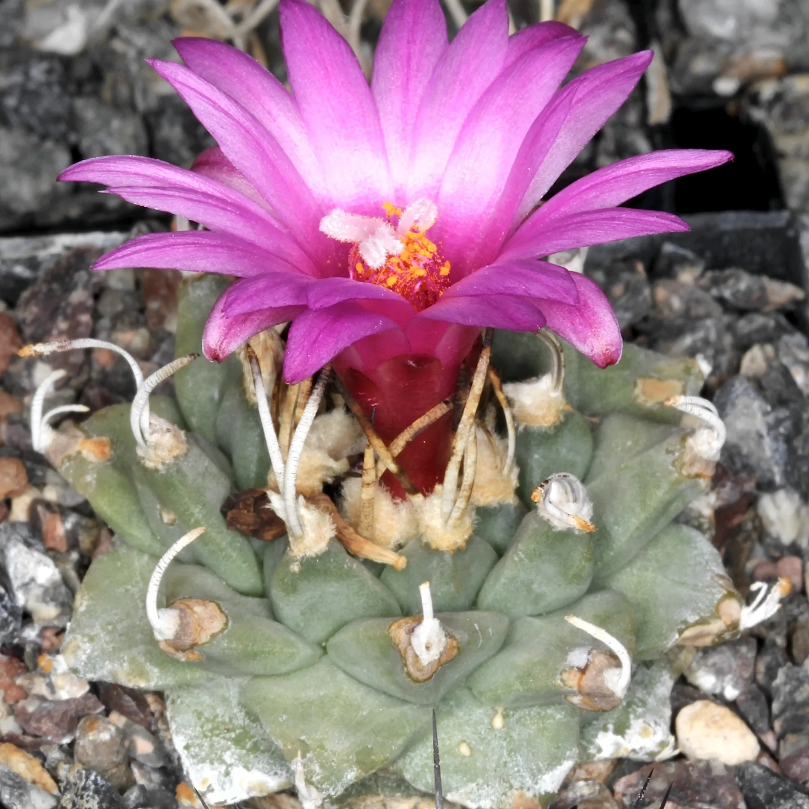Turbinicarpus alonsoi