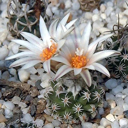 Turbinicarpus dickisoniae