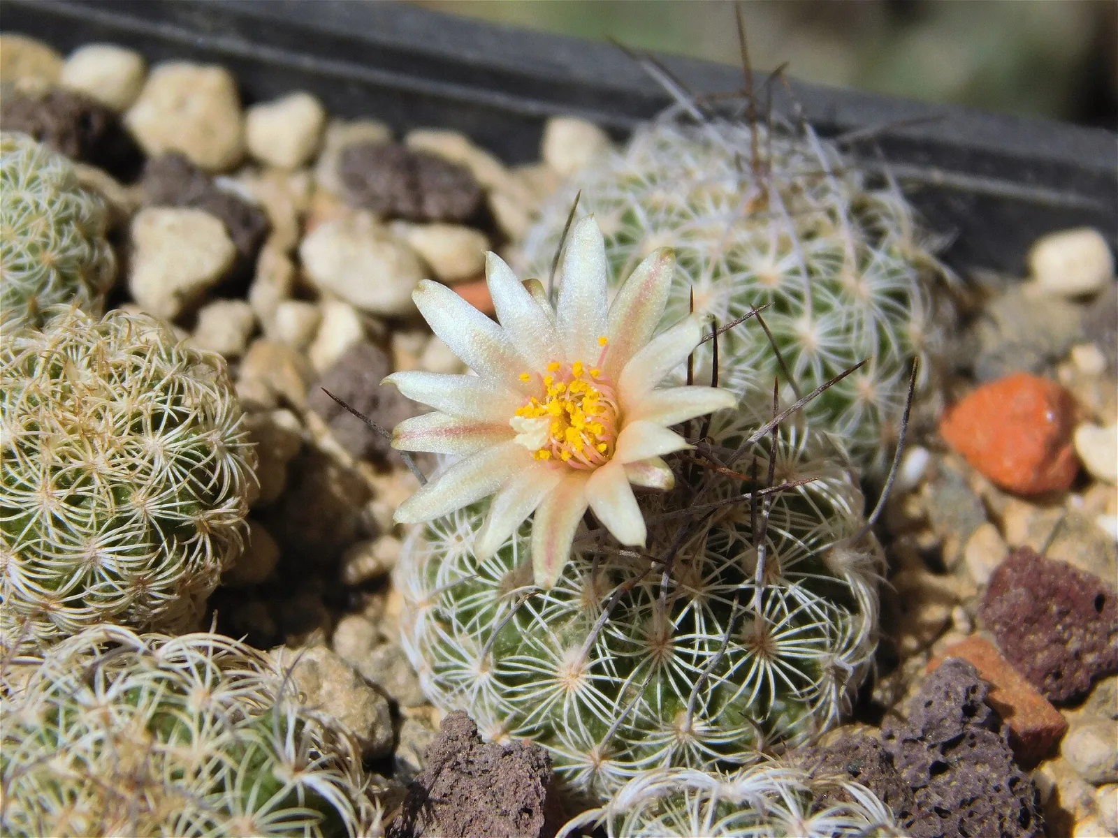 Turbinicarpus dickisoniae