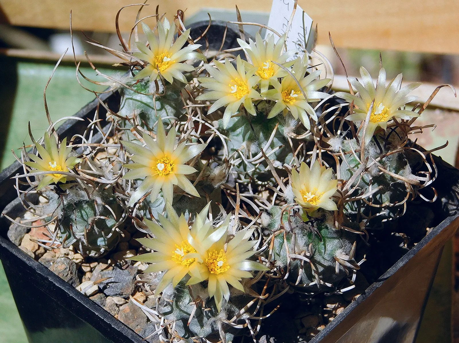 Turbinicarpus flaviflorus