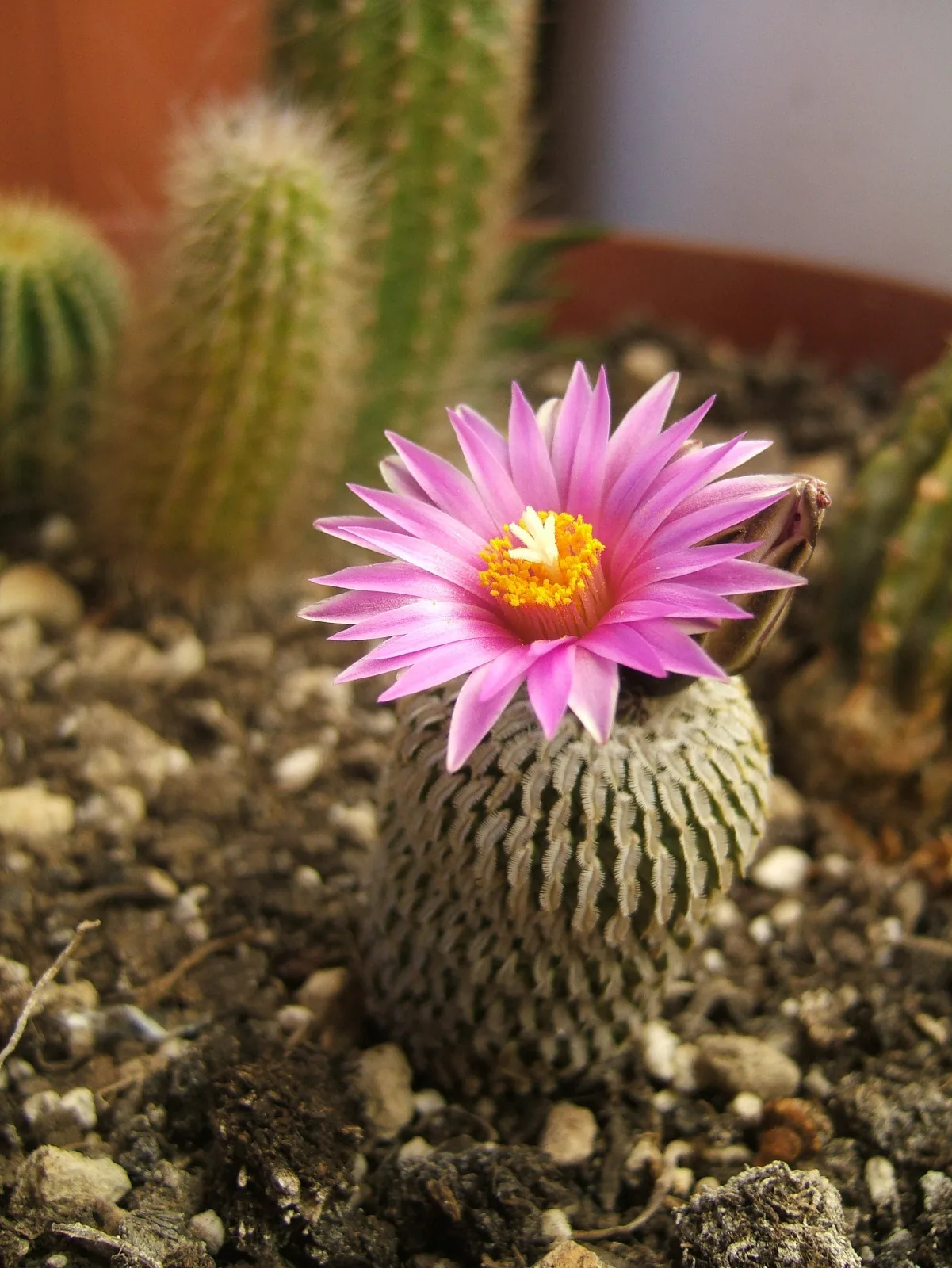 Pelecyphora pseudopectinata