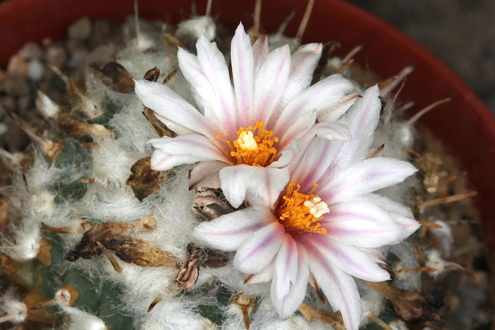 Turbinicarpus bonatzii