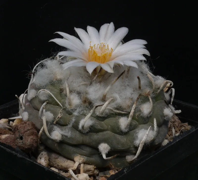 Turbinicarpus bonatzii