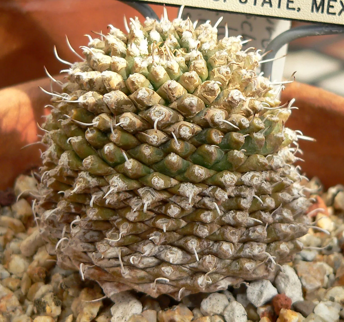 Turbinicarpus bonatzii