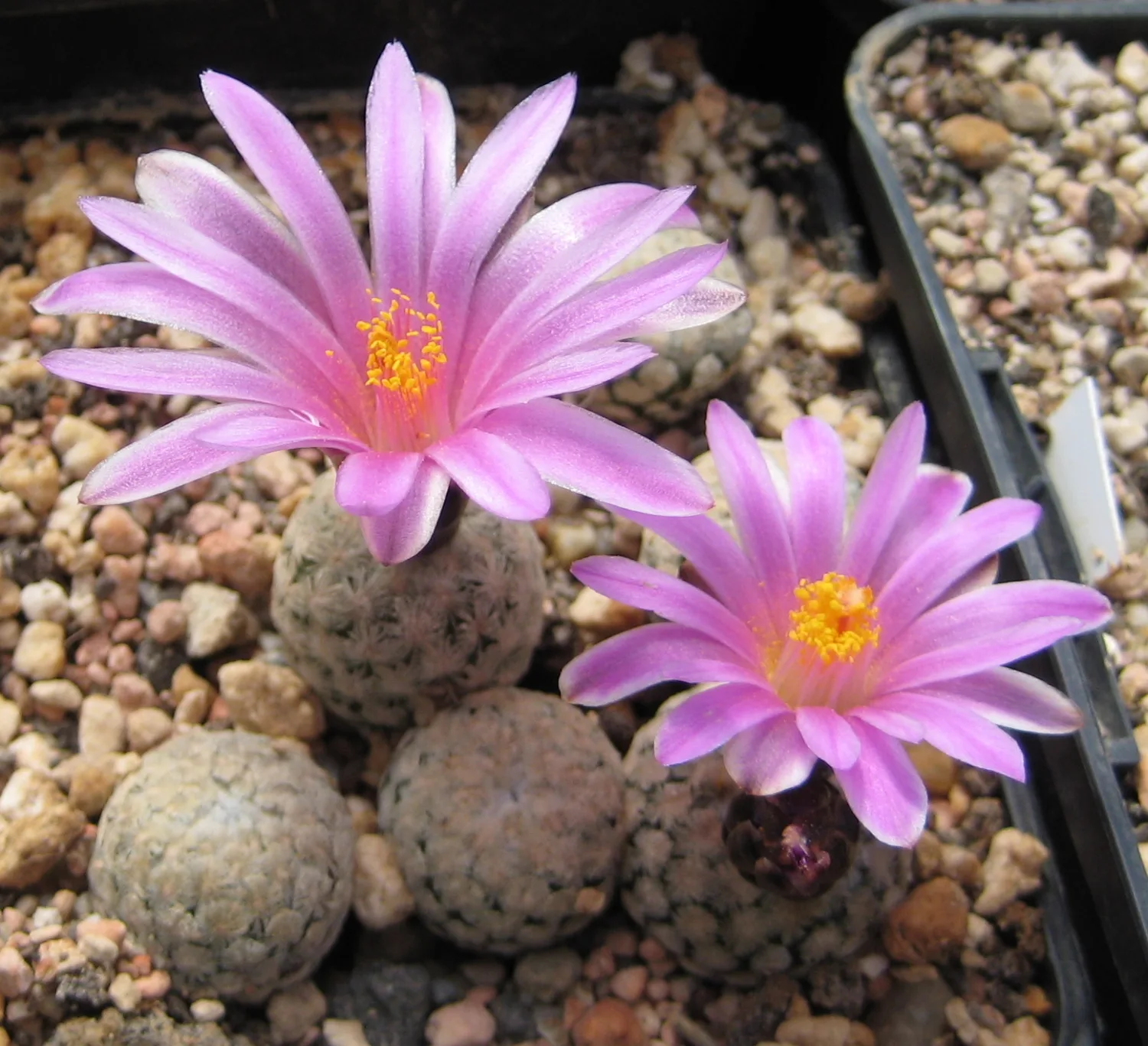 Pelecyphora valdeziana