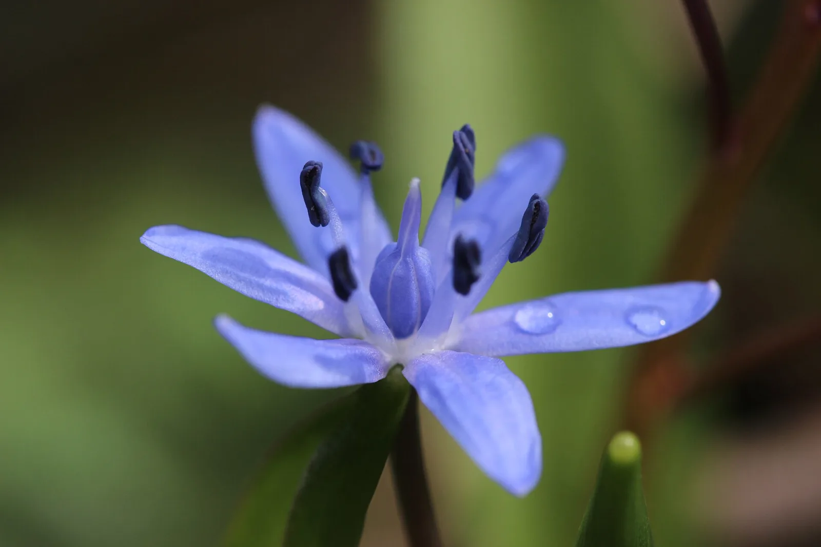 Scilla bifolia