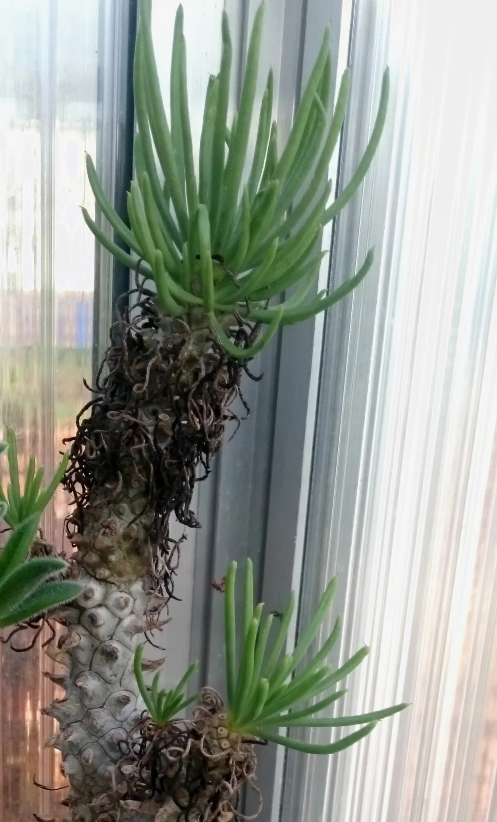 Tylecodon cacalioides