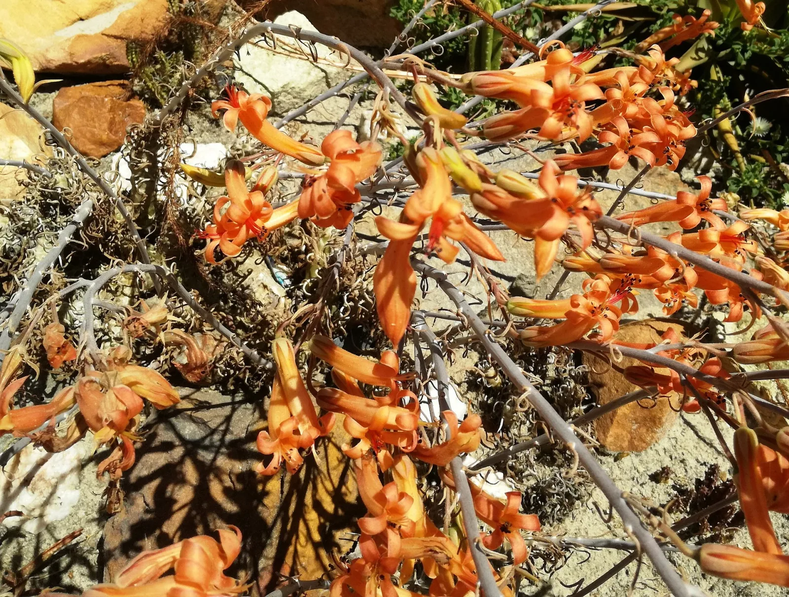 Tylecodon grandiflorus