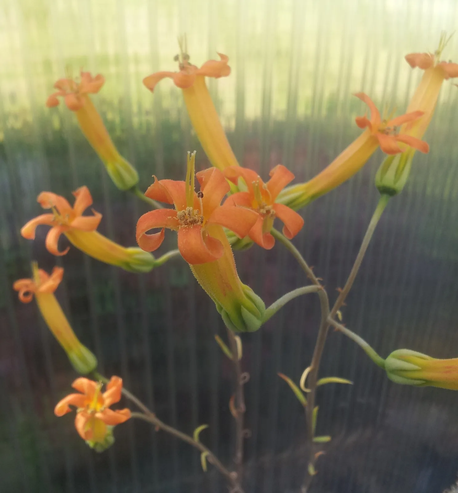 Tylecodon grandiflorus