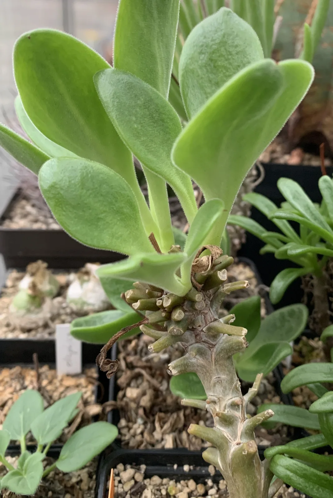 Tylecodon hirtifolium