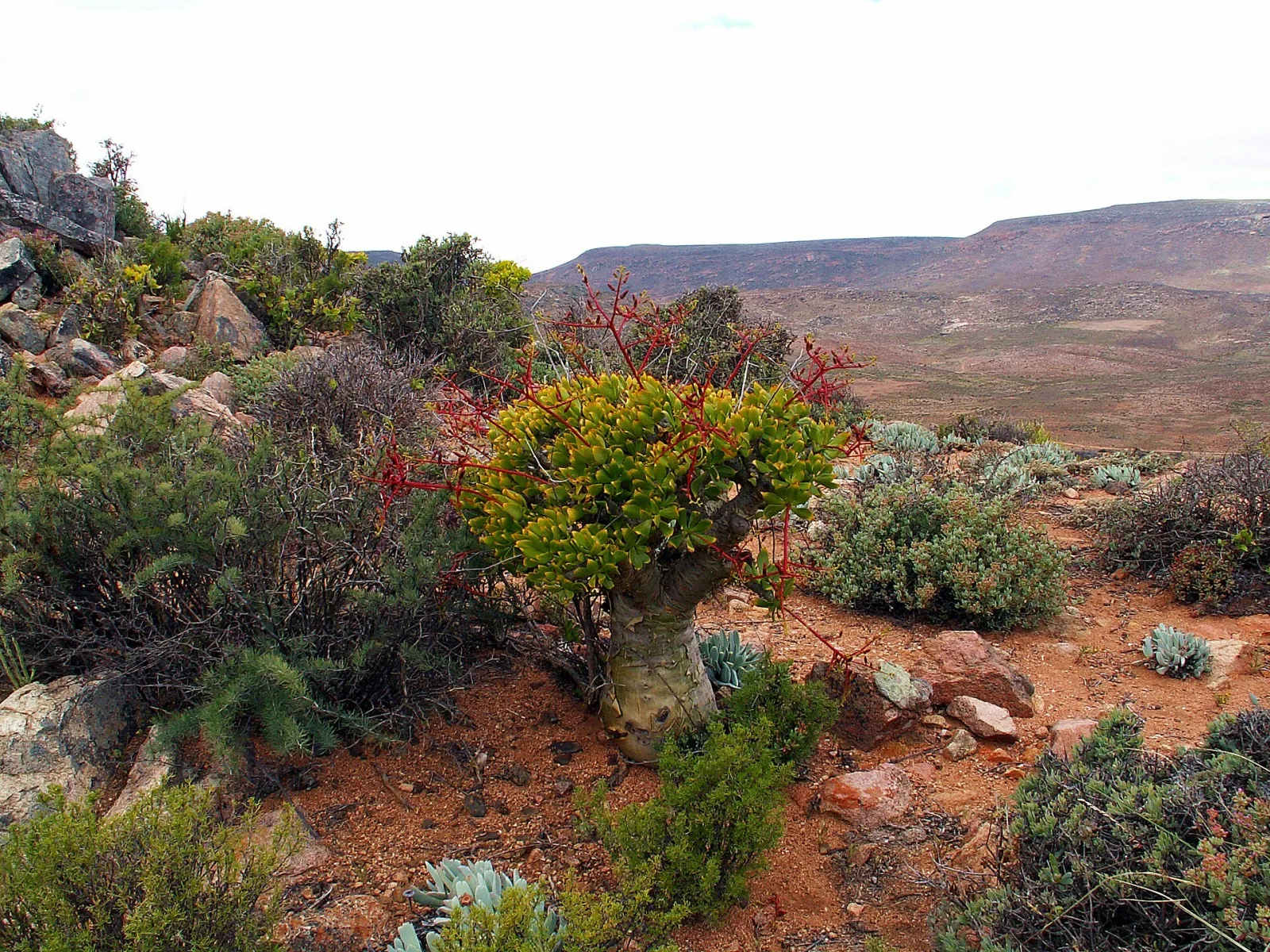 Tylecodon paniculatus